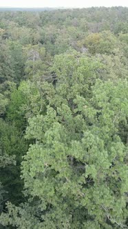 Vertical Video of a Beautiful Natural Landscape in the Forest During the Day alt