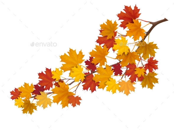Maple Branch with Yellow Leaves - Flowers & Plants Nature