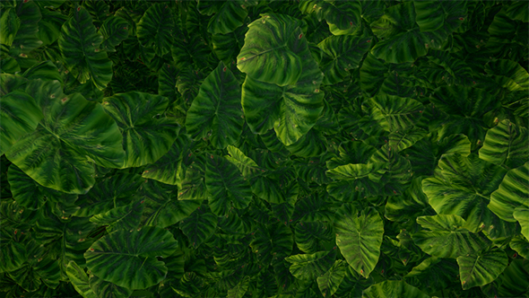 Green Leaves Background by se5d | VideoHive