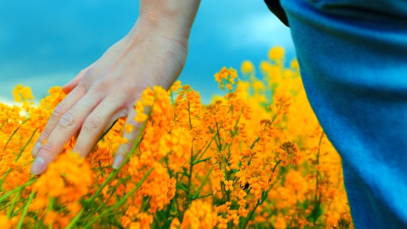 of Hand Touching Yellow Flowers at Blooming Field alt