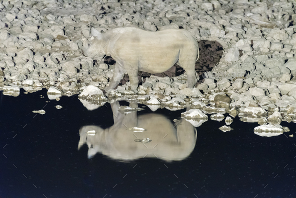Black rhinoceros, Diceros bicornis, at an artificially lit waterhole - Stock Photo - Images