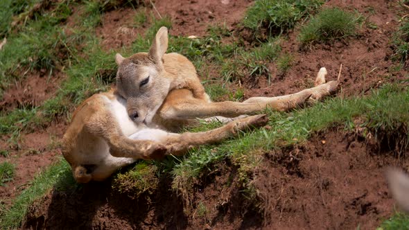 Close up shot of wild young mouflon cleaning herself outdoors on grass mountain in sunlight alt