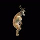 30 Deer Dancing HD - VideoHive Item for Sale