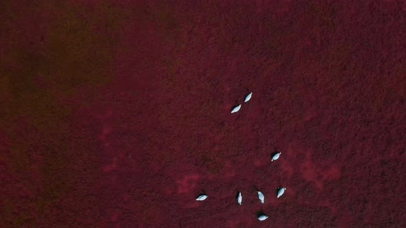 Aerial Filming Drone Flight Over Beautiful Wild White Swans in Pink Red Salt Lake Waters alt