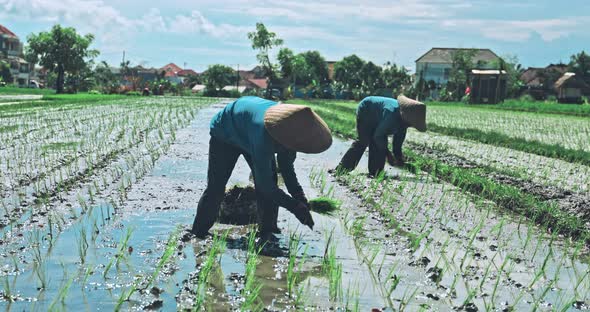 Rice Farmer at Work on a Sunny Day alt