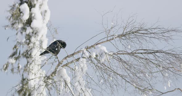 Closeup of a Crow Sitting in a Tree High Up in the Mountain at Winter