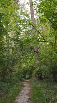 Vertical Video Autumn Forest with Trees By Day Slow Motion alt