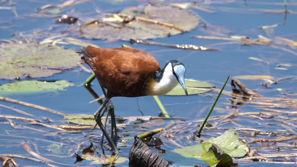 African jacana walks in a shallow lake searching for food alt
