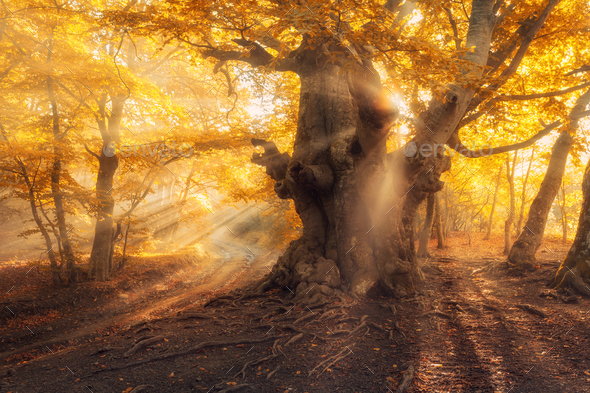 Magical old tree with sun rays at sunrise Foggy forest - Stock Photo - Images