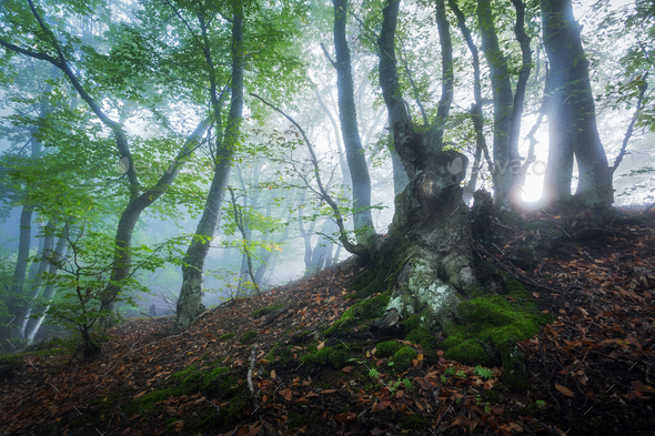 Mystical spring forest in fog. Magical old trees in clouds - Stock Photo - Images