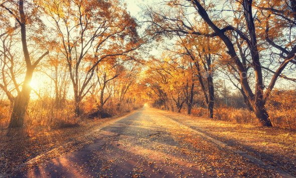 Autumn forest. Forest with country road at sunset