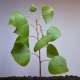 A Small Green Plant Withers - VideoHive Item for Sale