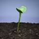 Green Vegetable Marrow Sprout Growing - VideoHive Item for Sale
