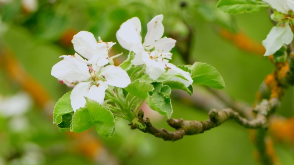 Background Blooming of an Apple Tree