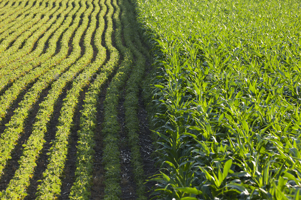 Corn and Soybean Fields Side by Side Stock Photo by DanThornberg ...
