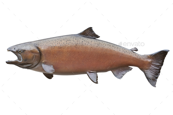 Female King Salmon in Spawning Color Isolated on White Background
