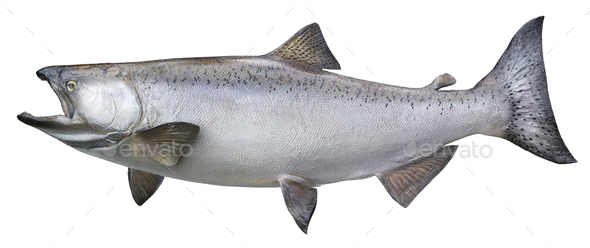 King Salmon Isolated on White Background