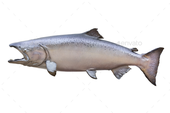King Salmon Male in Spawning Color Isolated on White Background