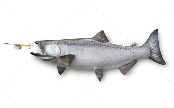 King Salmon Chasing a Lure Isolated on White Background