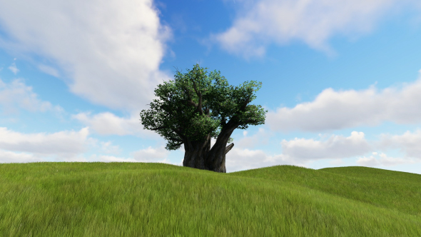 Moving Clouds and Tree, Motion Graphics | VideoHive