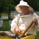The Beekeeper Works with a Bee Colony - VideoHive Item for Sale