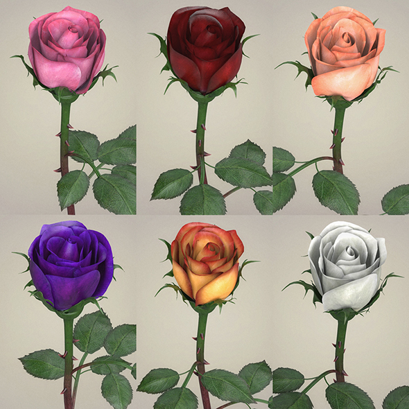 Rose Flower Collection - 3Docean 20505679