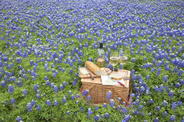 Picnic Basket with Wine Cheese and Bread in a Field of Texas Bluebonnets