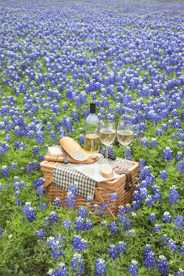 Picnic Basket with Wine Cheese and Bread in a Field of Texas Bluebonnets