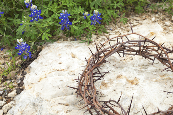 Crown of Thorns on Stone with Bluebonnets in Texas