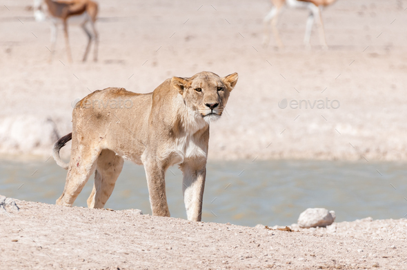 African Lioness with scars and visible wounds at a waterhole