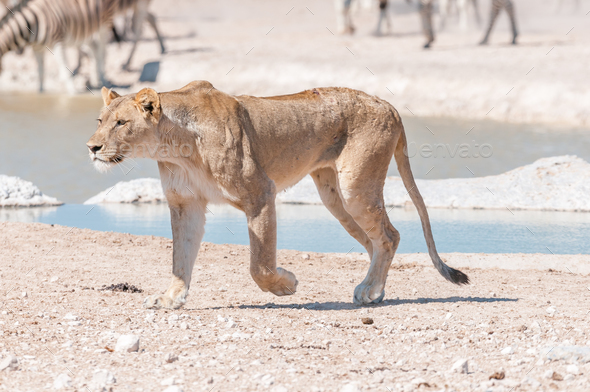 African Lioness with scars and visible wounds walking