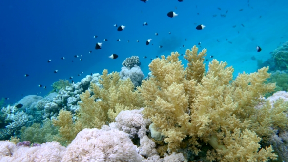 School of Fish Sea Goldie (Pseudanthias Squamipinnis) and Bicolor Damselfish (Chromis Dimidiata alt