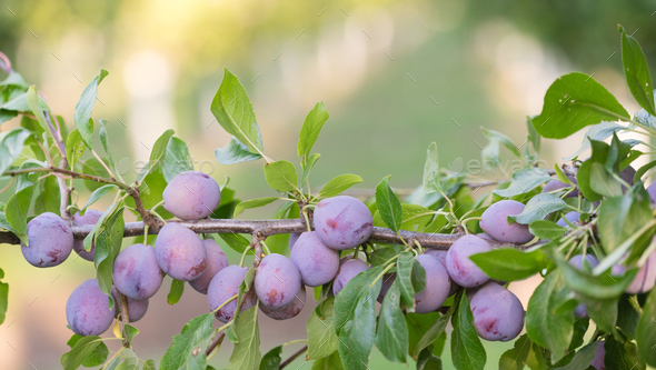 Plums on Tree Vine Fruit Orchard Whole Organic Food Stock Photo by ...