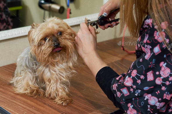 Dog groomer using nail clippers