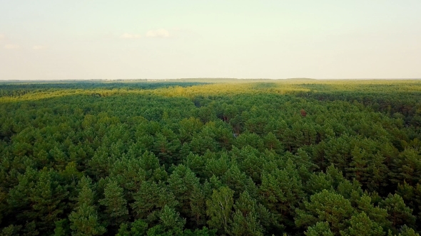 Panorama of Green Woods alt