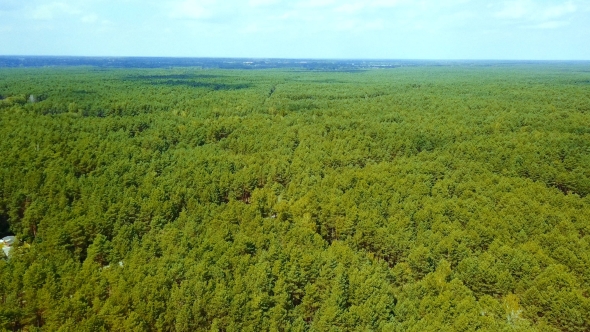 View of Evergreen Forest alt