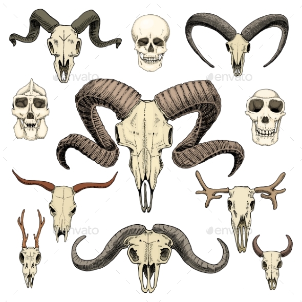 Anatomy Illustration - Animals Characters