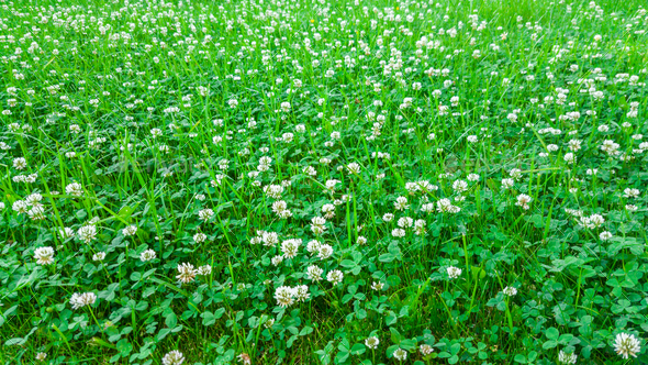 Medicinal plant, white clover field. Stock Photo by zeffss | PhotoDune