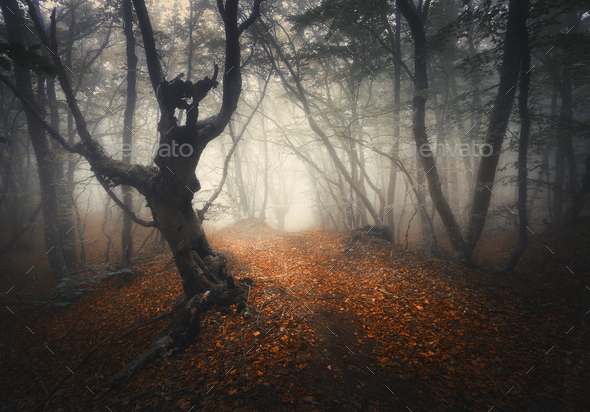 Dark fog forest. Mystical autumn forest with trail in yellow fog