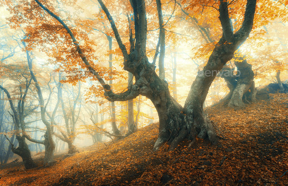 Amazing forest in fog. Colorful landscape with foggy forest
