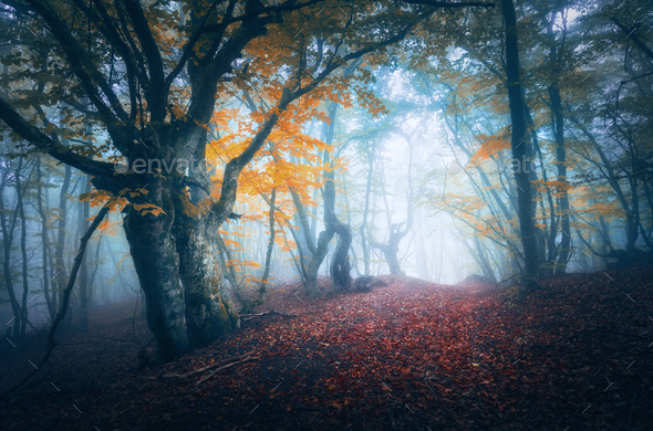 Dark Fog Forest Mystical Autumn Forest With Trail In Blue Fog Stock