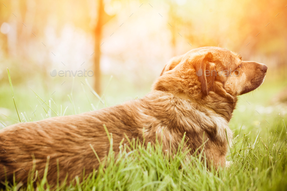 Dog in grass