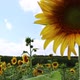 Sunflower Field. The Camera Slowly Moves Up, Focusing On The Flower - VideoHive Item for Sale