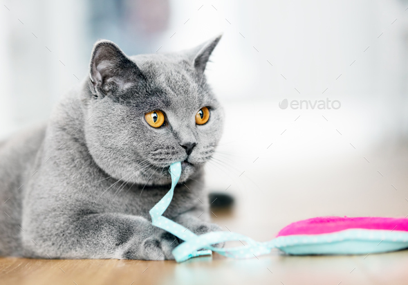 british shorthair cat soft toy