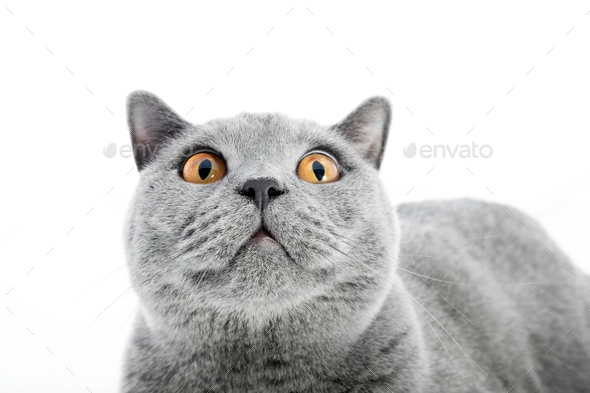 British Shorthair Cat Isolated On White Surprised Stock Photo By