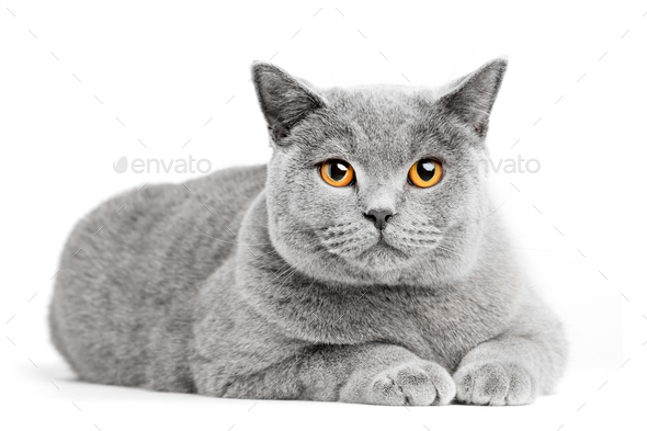 British Shorthair Cat Isolated On White Lying Stock Photo By