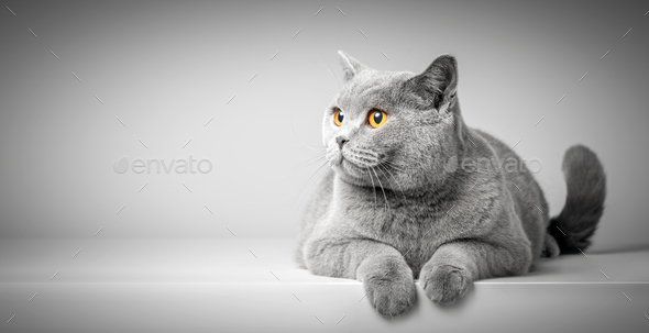 British Shorthair Cat Lying On White Table Copy Space Stock Photo