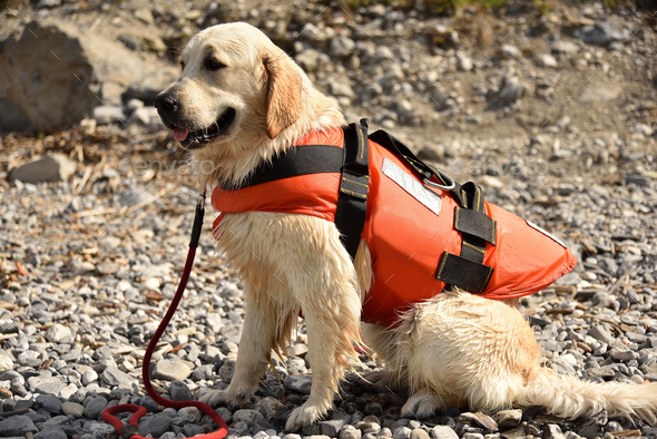 Golden retriever wearing water rescue 