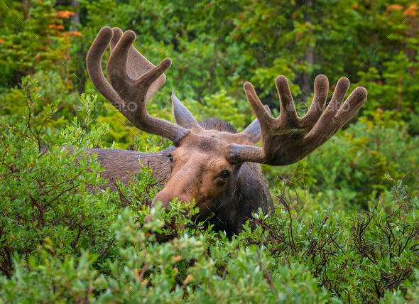 Moose close-up near long lake trail Colorado