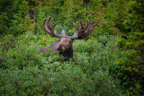 Moose close-up near long lake trail Colorado